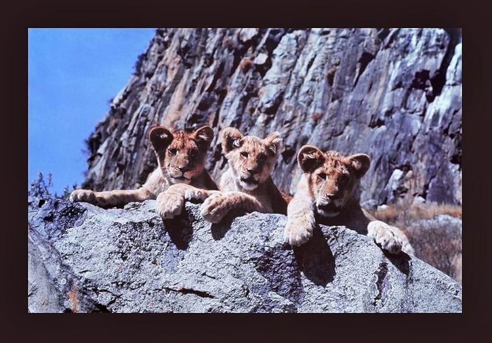 永遠のエルザの画像