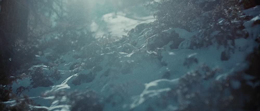 スターフィッシュの画像