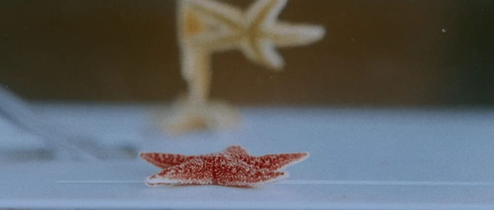 スターフィッシュの画像