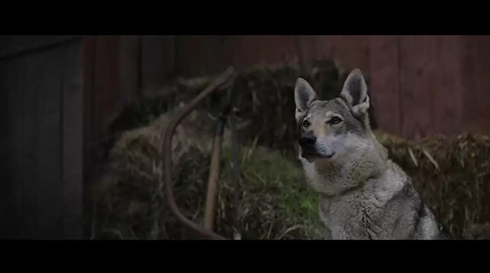 カラー・アウト・オブ・スペース 遭遇の画像