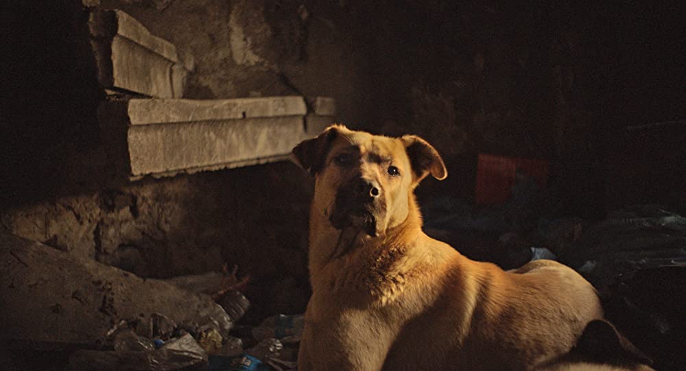 「ストレイ 犬が見た世界」の画像