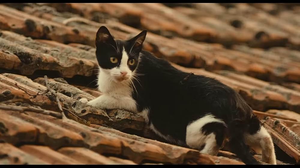 ビフォア・ザ・レインの画像