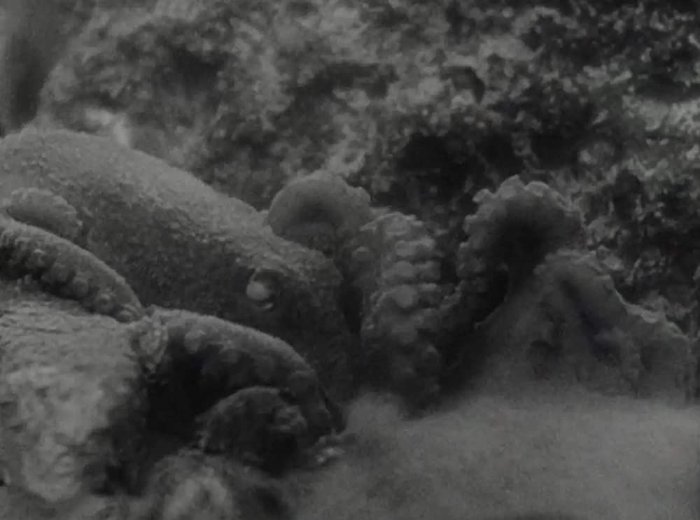 原子怪獣現わるの画像