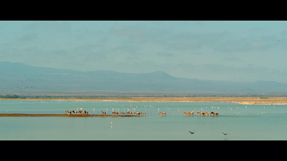 クルーガー 絶滅危惧種の画像