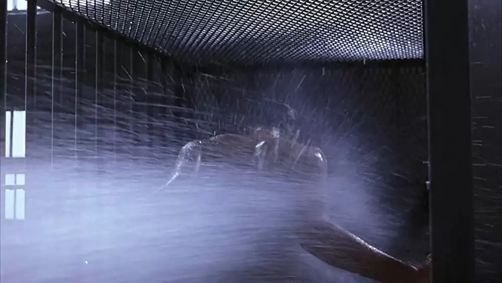 「ショーシャンクの空に 4Kデジタルリマスター版」の画像