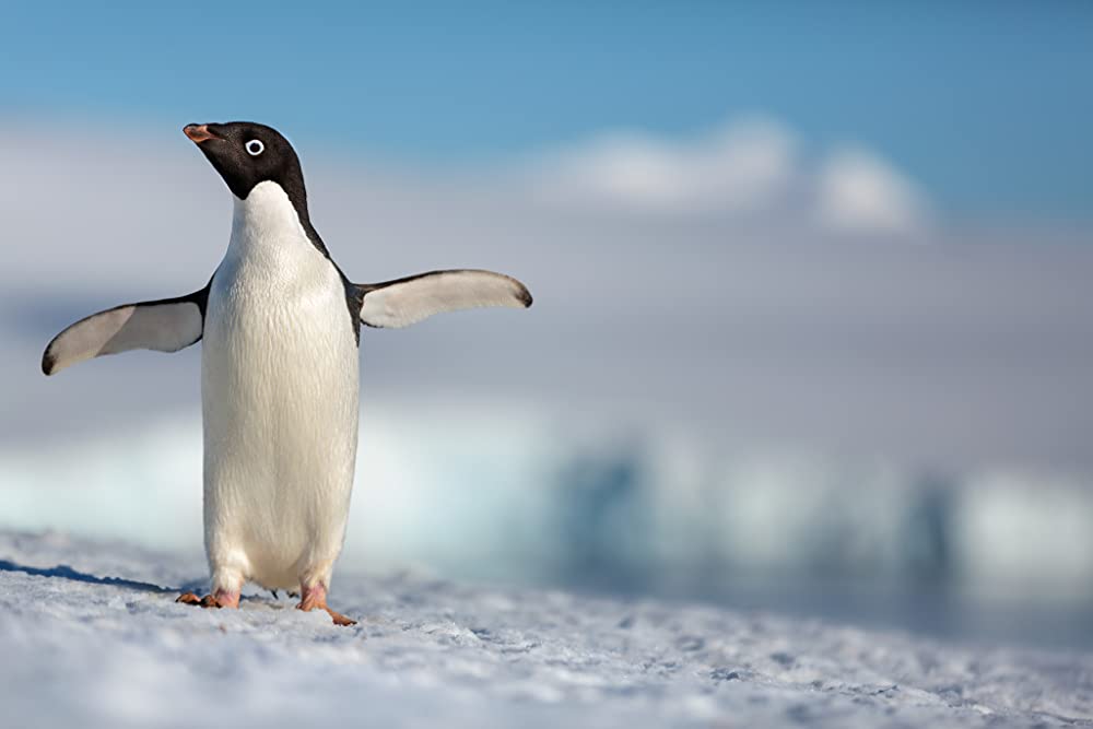 「Penguins（原題）」の画像