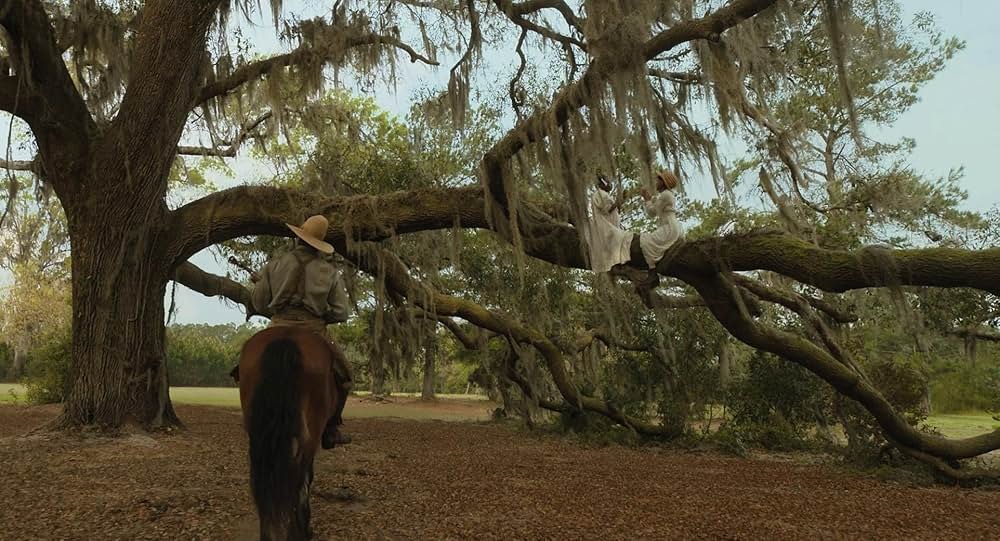 カラーパープルの画像