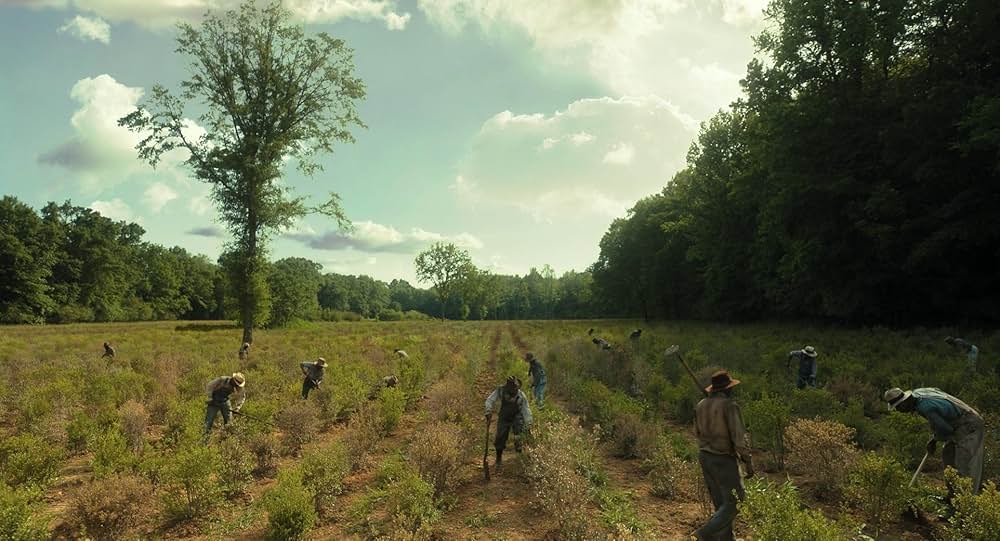 カラーパープルの画像