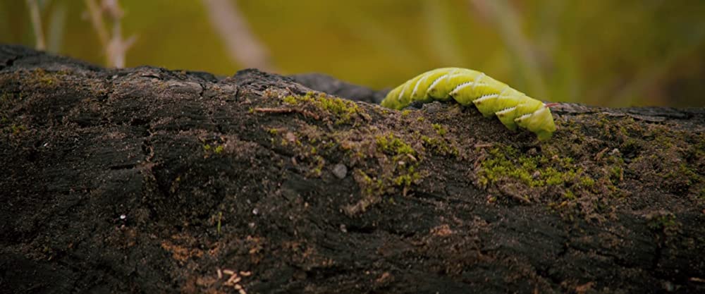 セルフィッシュ・サマー ホントの自分に向き合う旅の画像