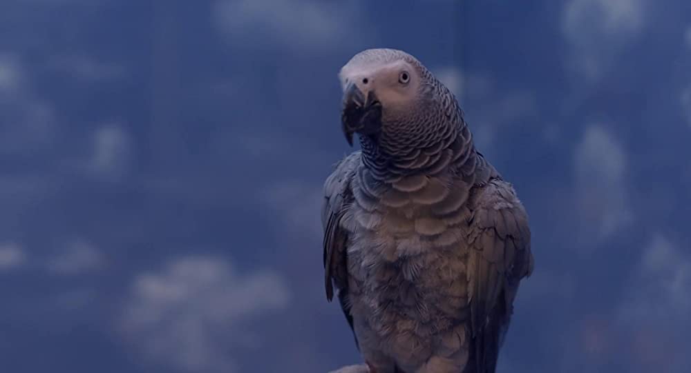 ハッチング―孵化―の画像