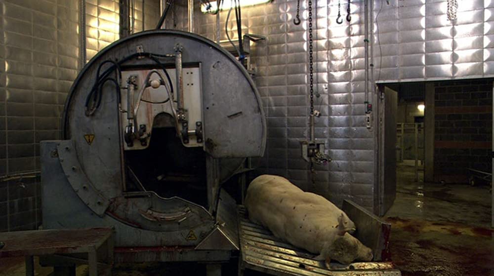 いのちの食べかたの画像