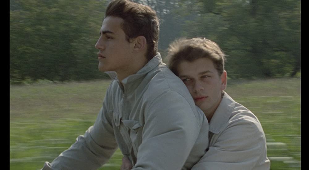 野性の葦の画像