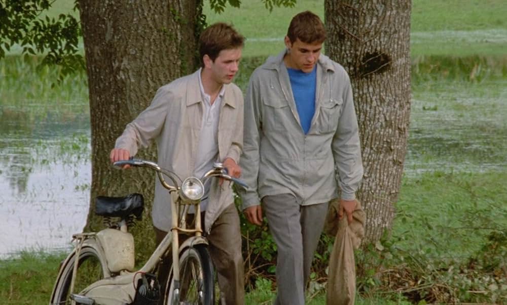 野性の葦の画像