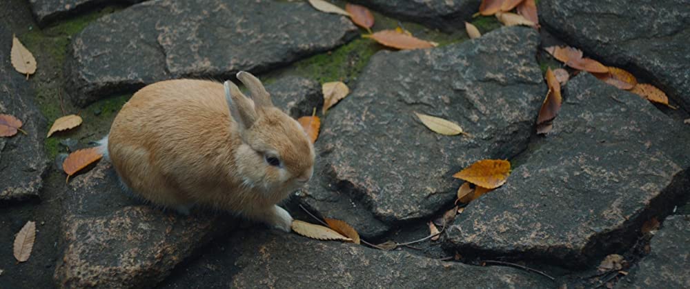 トレジャーハンター・クミコの画像