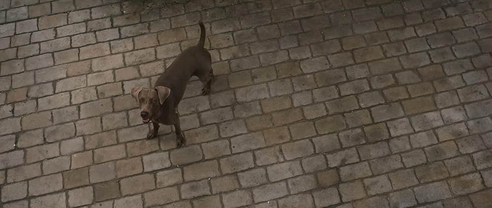 「鋼の錬金術師 完結編 復讐者スカー」の画像