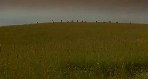 エキゾチカの画像