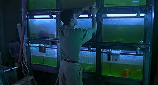 エキゾチカの画像