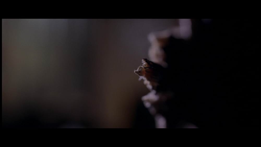 サンゲリアの画像