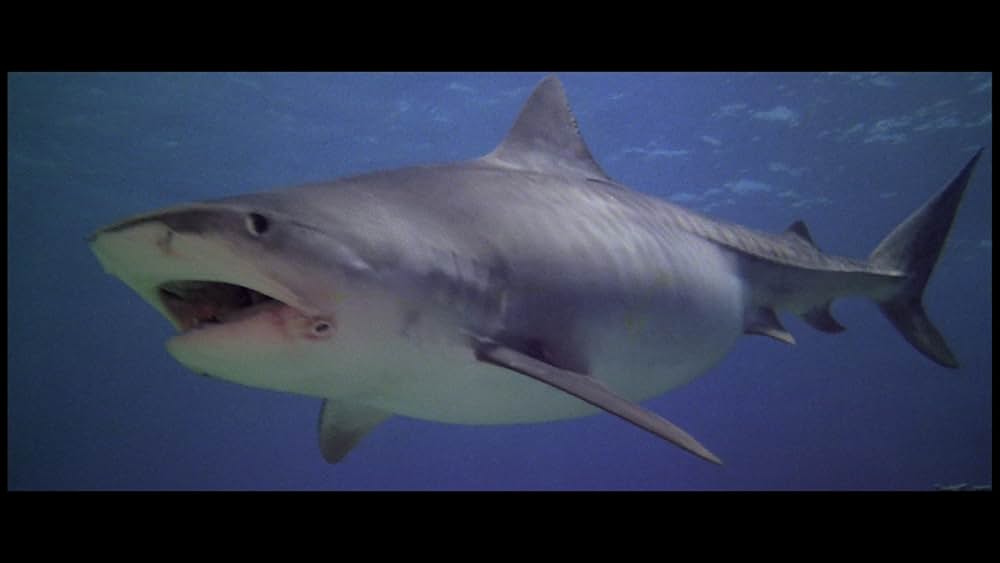 サンゲリアの画像