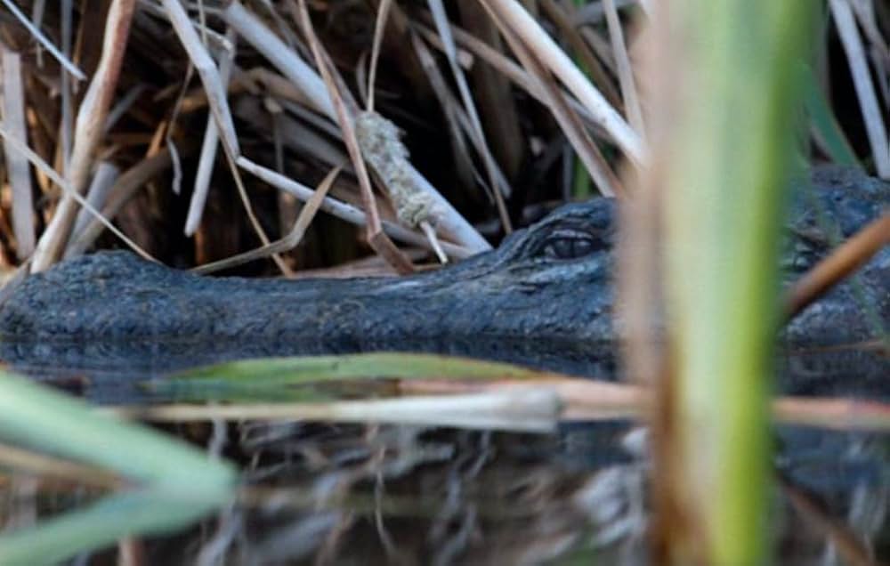 X エックスの画像