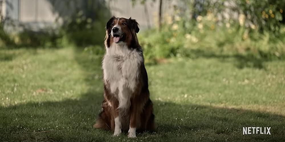 レスキュードッグ・ルビーの画像