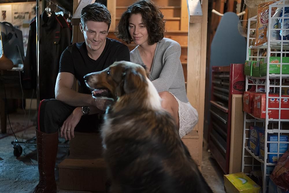 レスキュードッグ・ルビーの画像