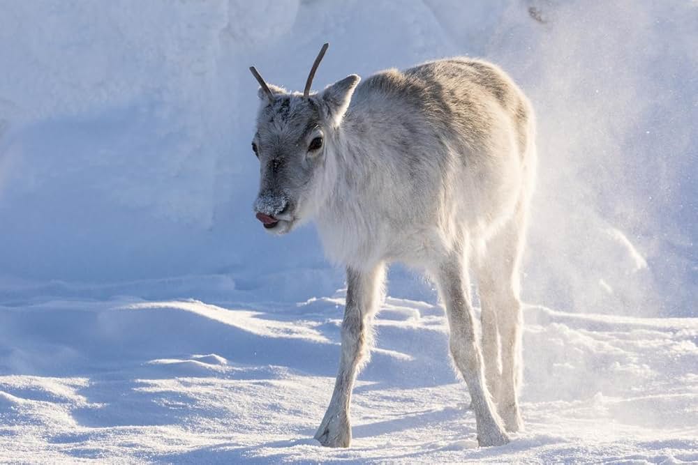 アイロ 北欧ラップランドの小さなトナカイの画像