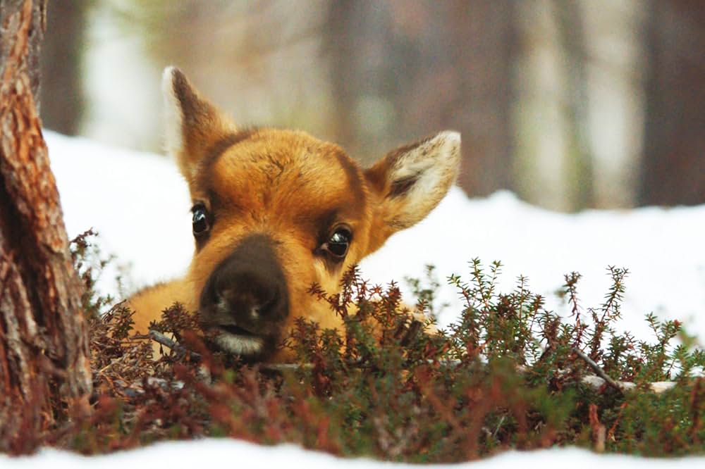アイロ 北欧ラップランドの小さなトナカイの画像