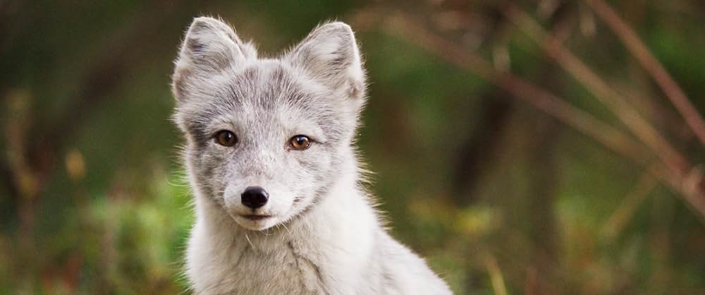 アイロ 北欧ラップランドの小さなトナカイの画像
