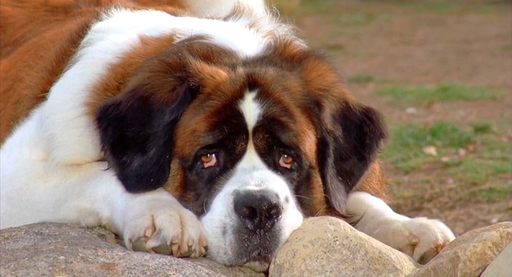 ベートーベン2の画像