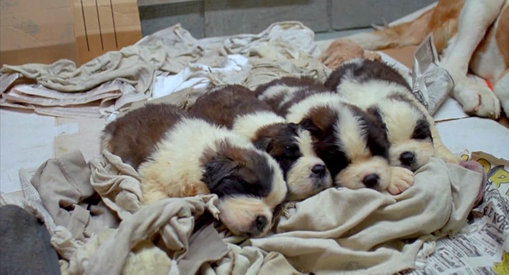 ベートーベン2の画像