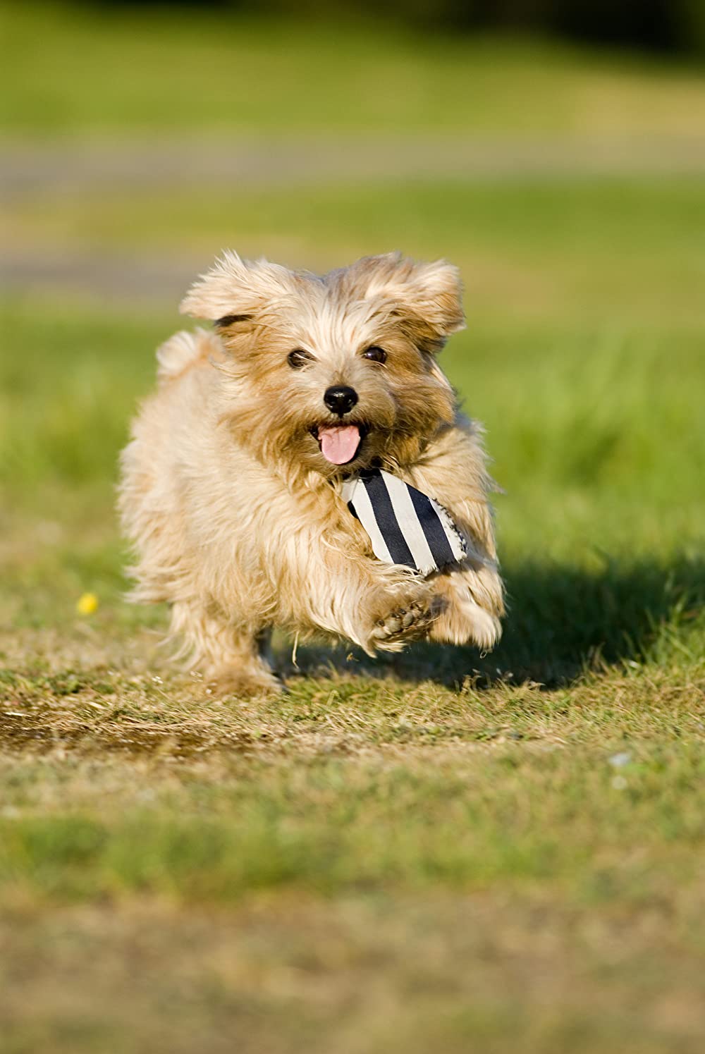 「聖トリニアンズ女学院 史上最強！?不良女子校生の華麗なる強奪作戦」の画像
