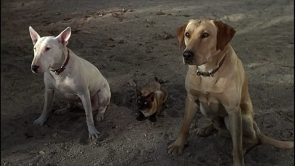 三匹荒野を行くの画像