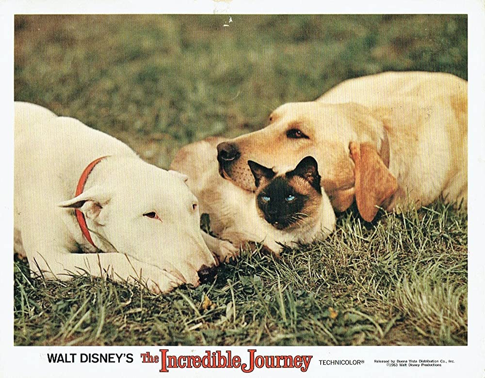 三匹荒野を行くの画像