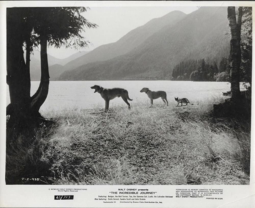 三匹荒野を行くの画像