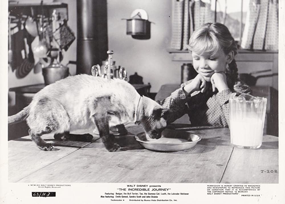 三匹荒野を行くの画像