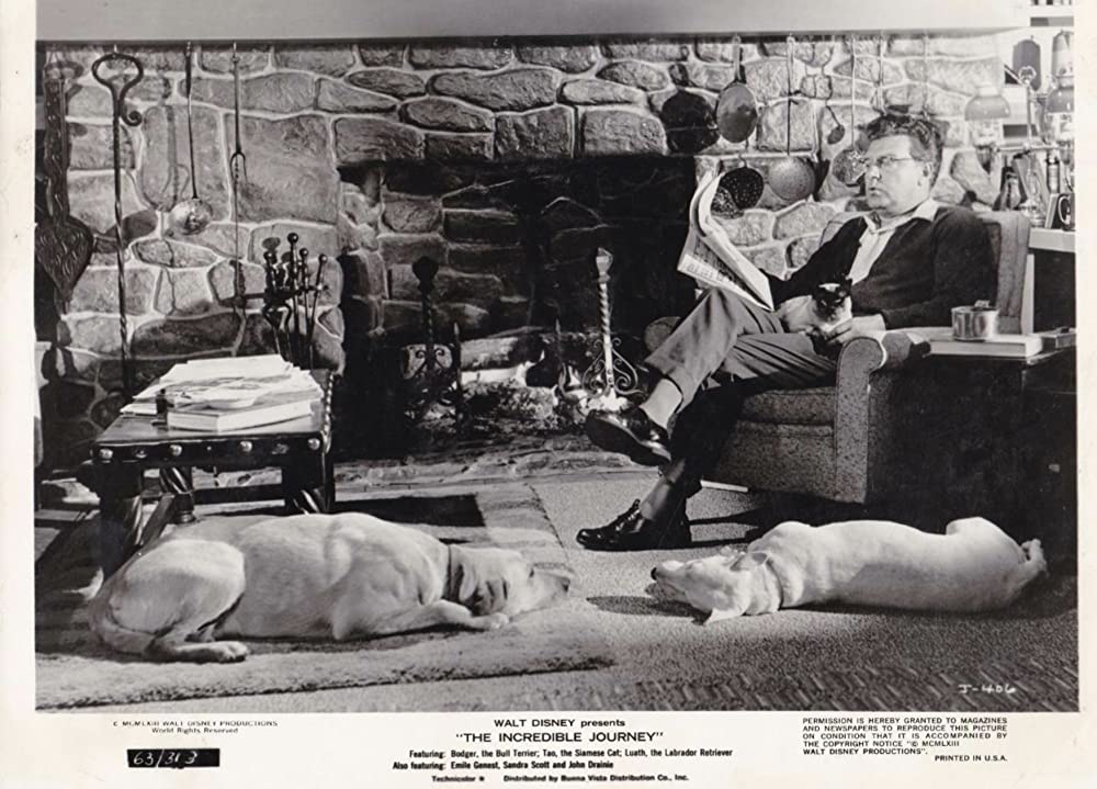 三匹荒野を行くの画像