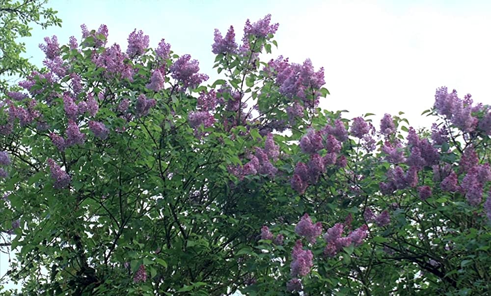 春のソナタの画像