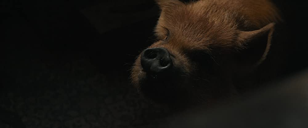 PIG ピッグの画像