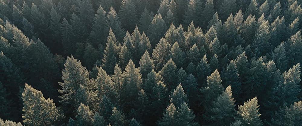 PIG ピッグの画像