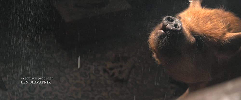 PIG ピッグの画像