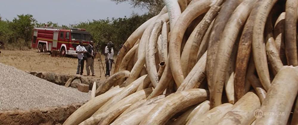 アイボリー・ゲームの画像