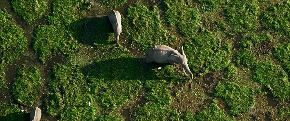 アイボリー・ゲームの画像