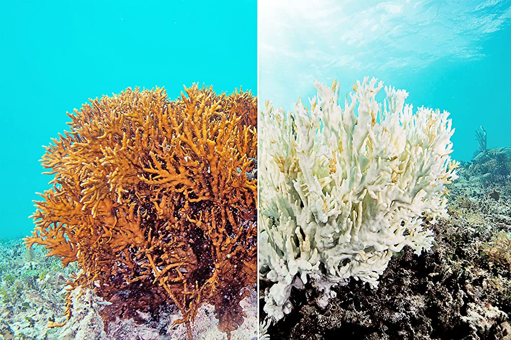 チェイシング・コーラル －消えゆくサンゴ礁－の画像