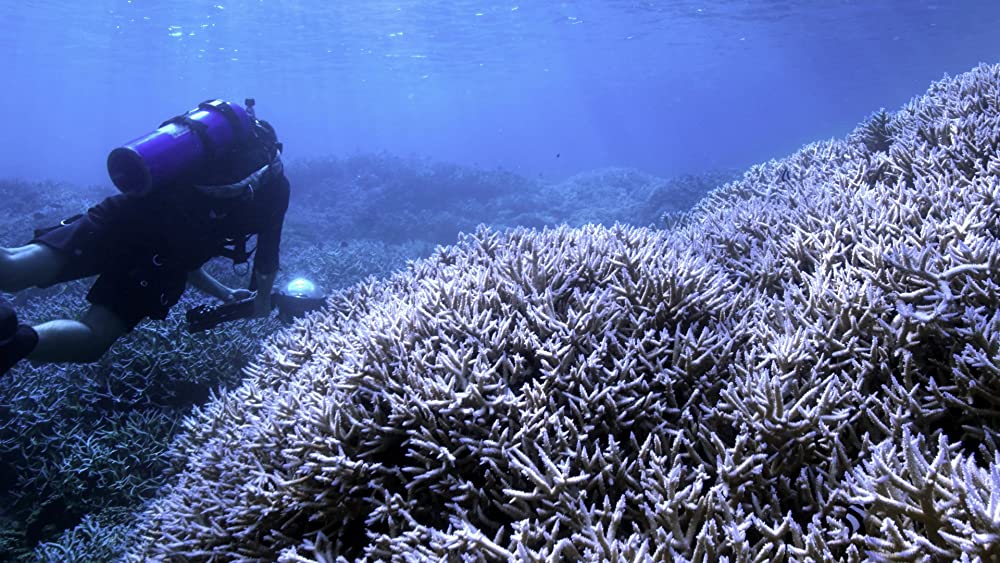 「チェイシング・コーラル －消えゆくサンゴ礁－」の画像