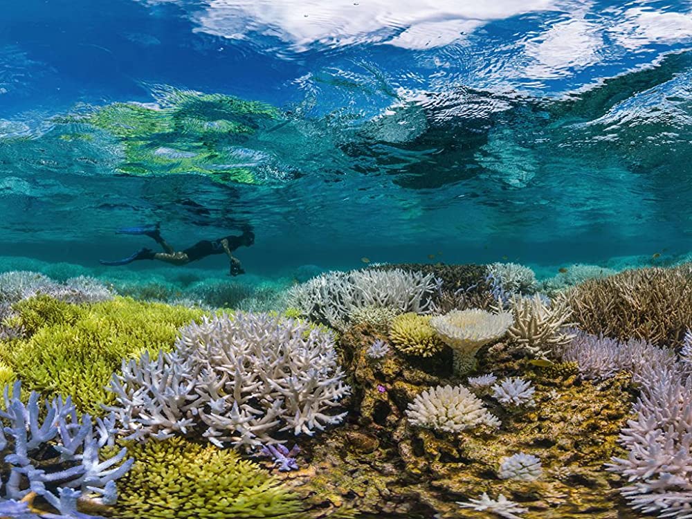 「チェイシング・コーラル －消えゆくサンゴ礁－」の画像