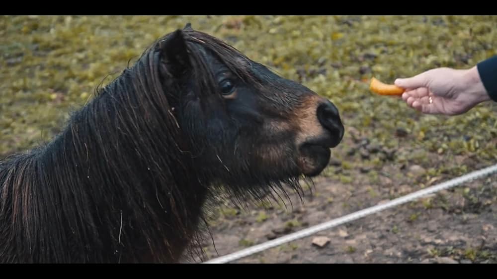 ナワリヌイの画像