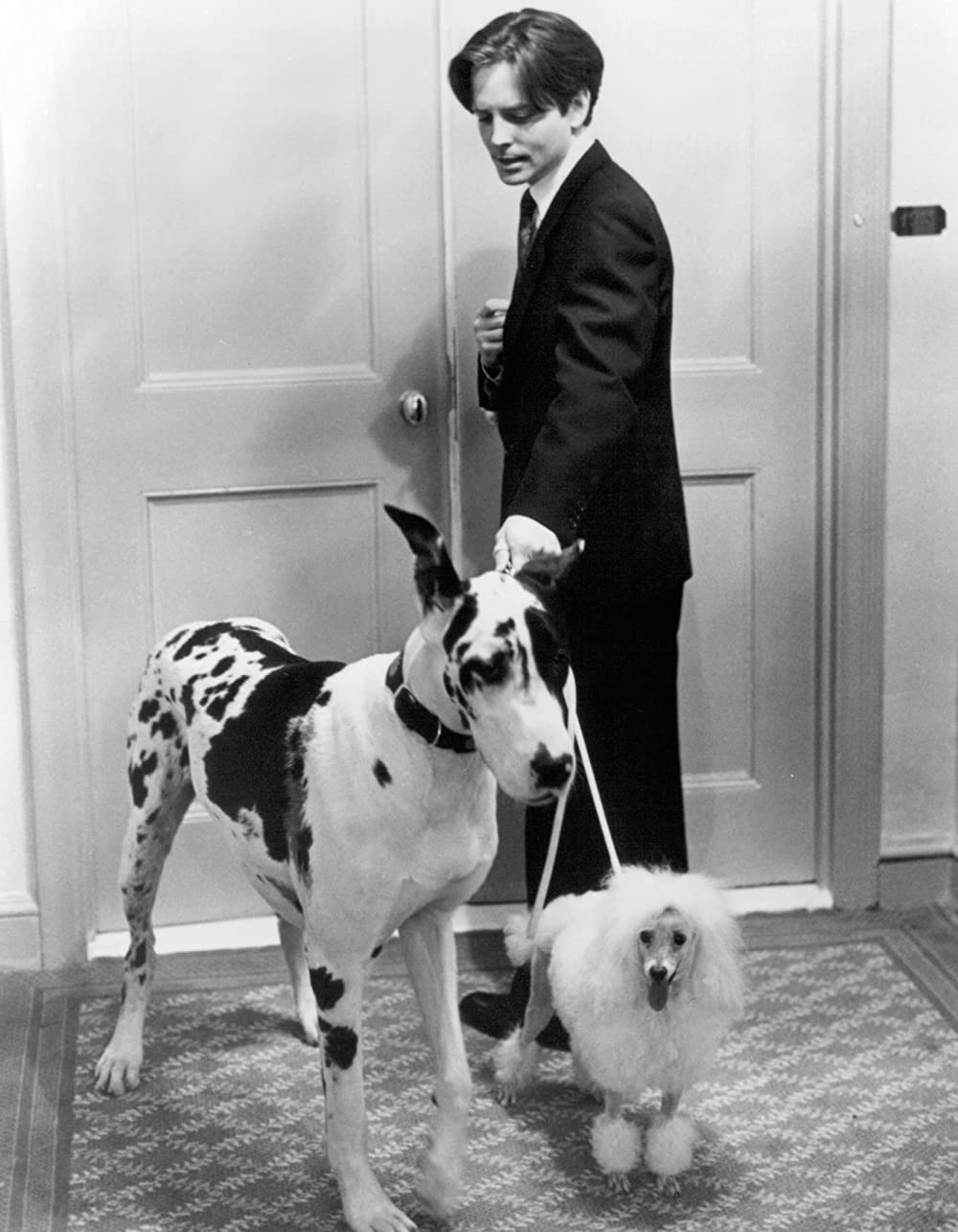 バラ色の選択の画像