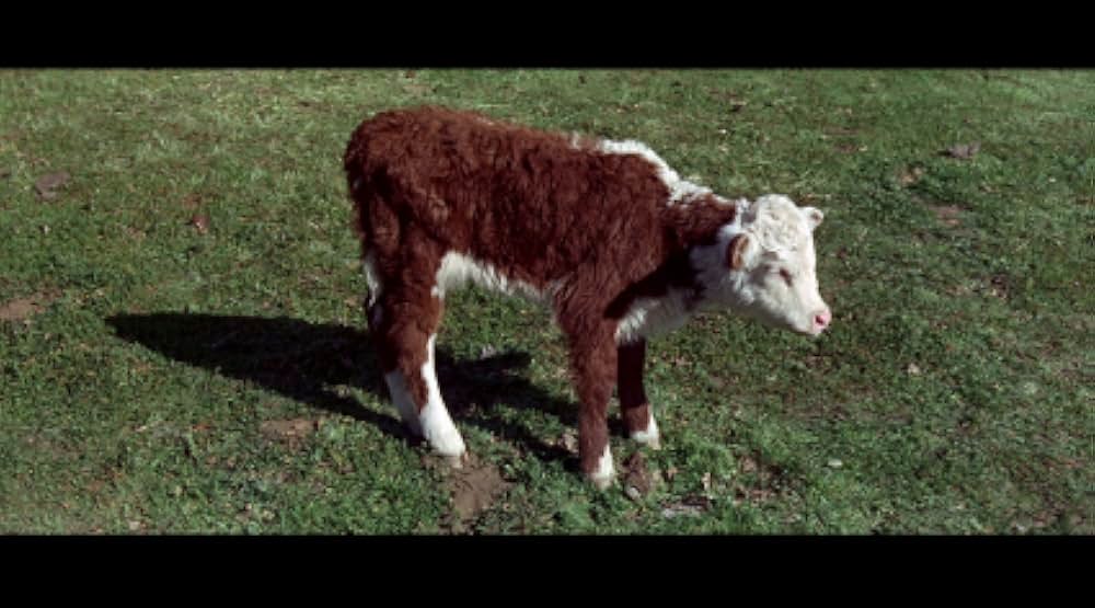 スタンピードの画像