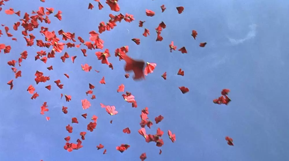 ソナチネの画像